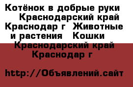 Котёнок в добрые руки :) - Краснодарский край, Краснодар г. Животные и растения » Кошки   . Краснодарский край,Краснодар г.